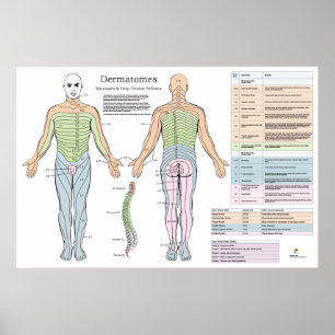 Dermatome Myotomes Reflexes Poster Chiropractic