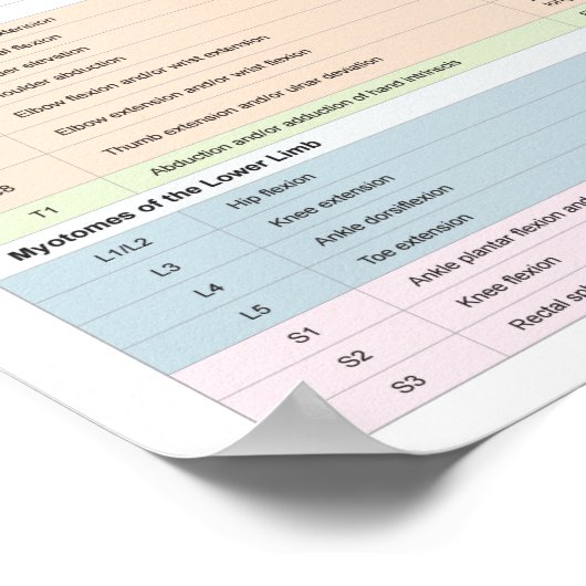 Dermatome Myotomes und DTR Poster Chiropractic (Ecke)