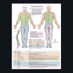 Dermatome Myotomes und DTR Poster Chiropractic<br><div class="desc">Zeigt das dermatome Muster der Nerven der Gebärmutter, des Brustraums, der Lendenwirbelsäule und der Sakrale. Ein Dermatom ist ein Hautareal, das hauptsächlich von einem Rückenmarksnerv des Single gespeist wird. Es gibt acht Gebärmutternerven (eine Ausnahme bildet C1 ohne Dermatom), zwölf thorakale Nerven, fünf Lendennerven und fünf sakrale Nerven. Jeder dieser Nerven...</div>
