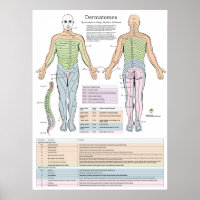 Dermatome Myotomes und DTR Poster Chiropractic
