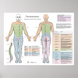 Dermatomes Myotomes Deep-Sehnenreflexe Poster