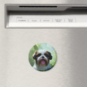 Derpy Shih Tzu Magnet (In Situ (Geschirrspüler))