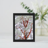 des Schneebaums Postkarte (Stehend Vorderseite)