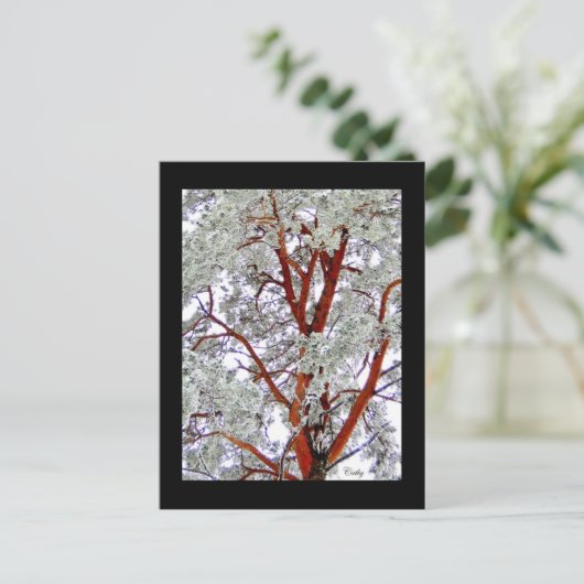 des Schneebaums Postkarte (Stehend Vorderseite)