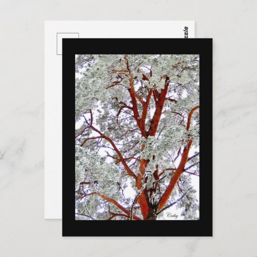 des Schneebaums Postkarte (Vorne/Hinten)