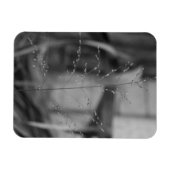 Deschampsia flexuosa magnet (Horizontal)