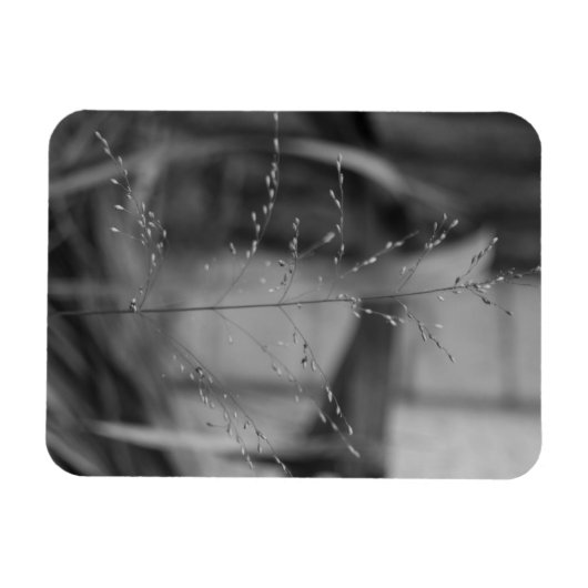 Deschampsia flexuosa magnet (Horizontal)