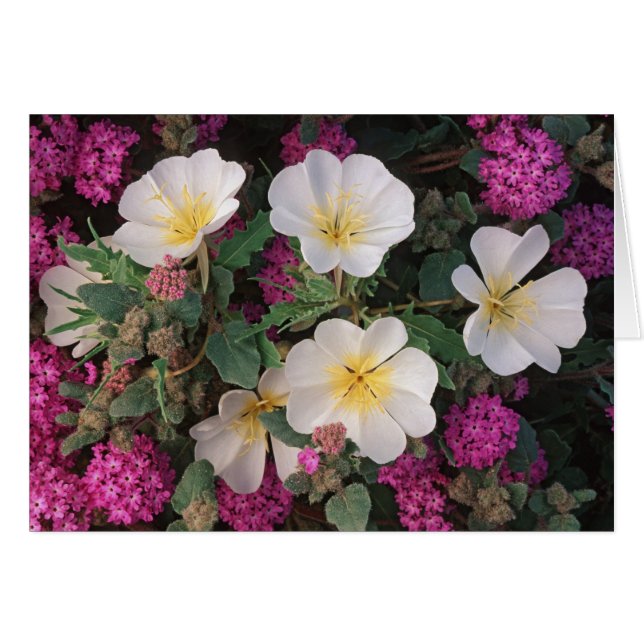 Desert Abend Primrose und Wüste Sand Verbena, (Vorderseite (Horizontal))