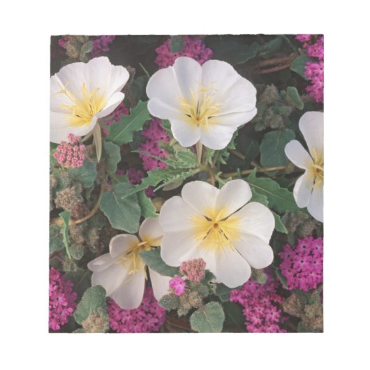 Desert Abend Primrose und Wüste Sand Verbena, Notizblock (Vorderseite)