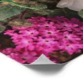 Desert Abend Primrose und Wüste Sand Verbena, Poster (Ecke)