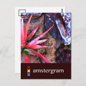 Desert Amstergram Postkarte (Vorne/Hinten)