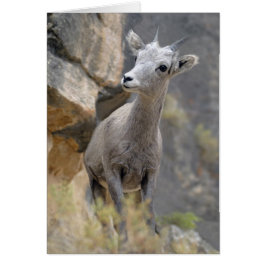 Desert Bighorn Ewe