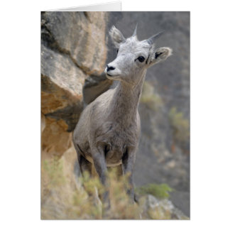 Desert Bighorn Ewe