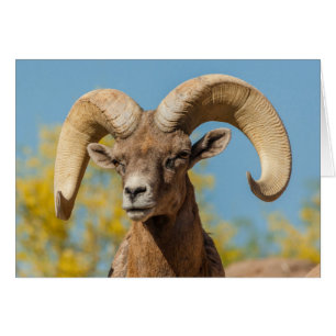 Desert Bighorn Ram