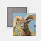 Desert Bighorn Ram Magnet (Vorderseite/Rückseite)
