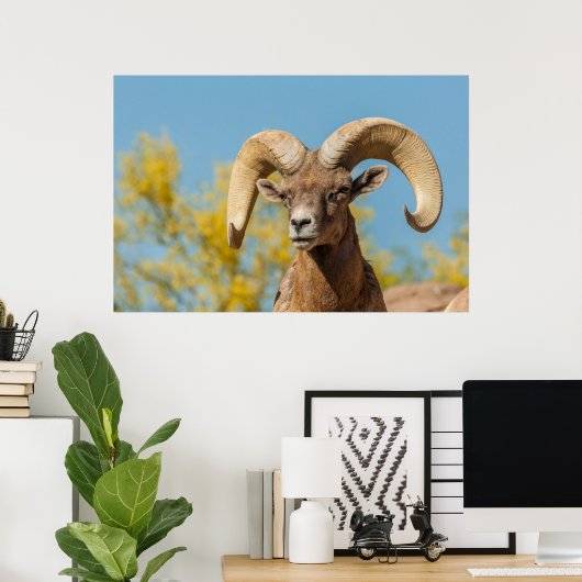 Desert Bighorn Ram Poster (Heimbüro)
