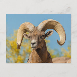 Desert Bighorn Ram Postkarte