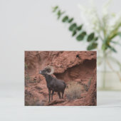 Desert Bighorn - Valley of Fire State Park, Nevada Postkarte (Stehend Vorderseite)