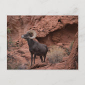 Desert Bighorn - Valley of Fire State Park, Nevada Postkarte (Vorderseite)