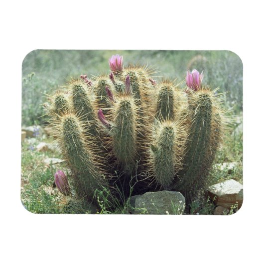 Desert Blooms Cactus Decorative Kühlschrankmagnet Magnet (Horizontal)