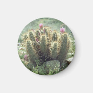 Desert Blooms Cactus Kühlschrank Gift Magnet