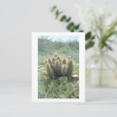 Desert Blooms Cactus Sonora Arizona Foto Postkarte (Stehend Vorderseite)