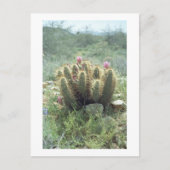 Desert Blooms Cactus Sonora Arizona Foto Postkarte (Vorderseite)