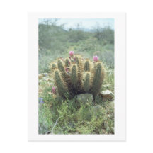 Desert Blooms Cactus Sonora Arizona Foto Postkarte