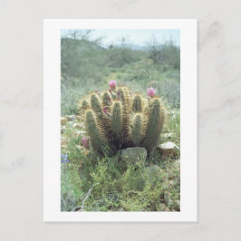 Desert Blooms Cactus Sonora Arizona Foto Postkarte