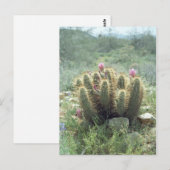 Desert Blooms Cactus Sonora Arizona Foto Postkarte (Vorne/Hinten)