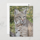 Desert Bobcat Postcard Postkarte (Vorne/Hinten)