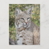Desert Bobcat Postcard Postkarte (Vorderseite)