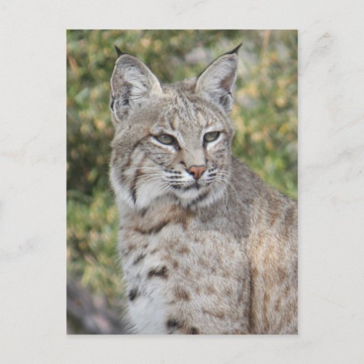 Desert Bobcat Postcard Postkarte (Vorderseite)