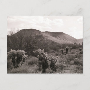 Desert Cacti Jumping Cholla B&W Foto Postkarte