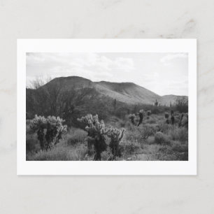 Desert Cacti Jumping Cholla B&W Foto Postkarten