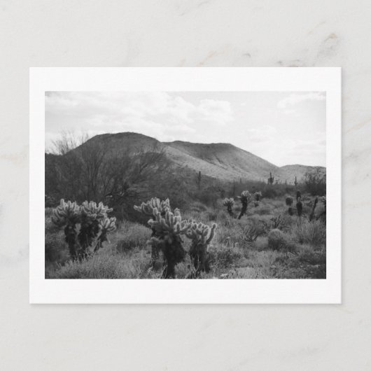 Desert Cacti Jumping Cholla B&W Foto Postkarten (Vorderseite)