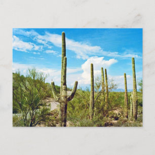 Desert Cactus Arizona Postcard Postkarte