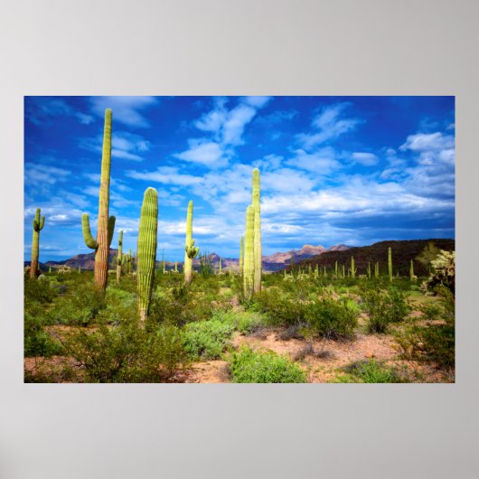 Desert cactus landscape, Arizona Poster (Vorne)