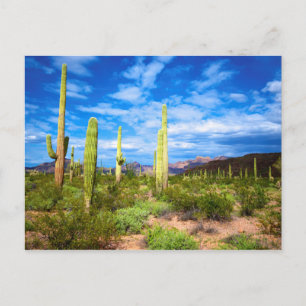 Desert cactus landscape, Arizona Postkarte