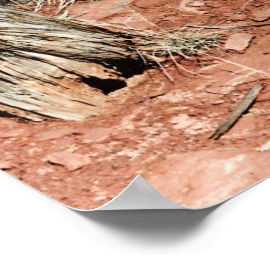 Desert Cactus Poster (Ecke)