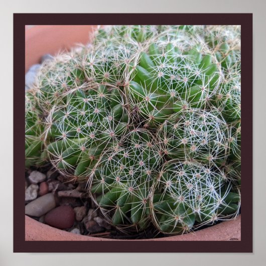 Desert Cactus Poster (Vorne)