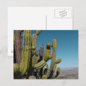 Desert Cactus Postkarte (Vorne/Hinten)