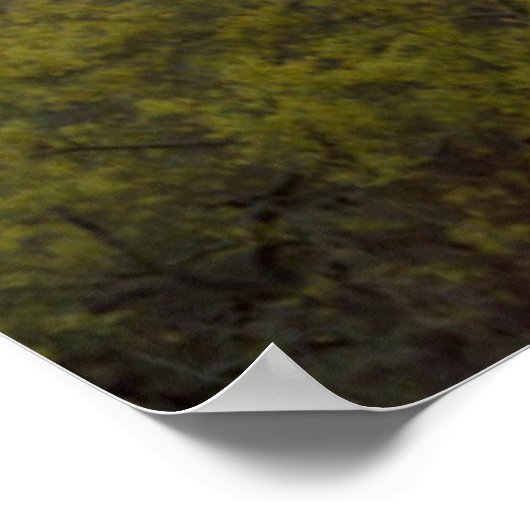 Desert cactus sunset, Arizona Poster (Ecke)