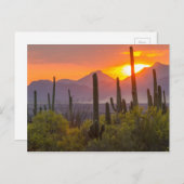Desert cactus sunset, Arizona Postkarte (Vorne/Hinten)