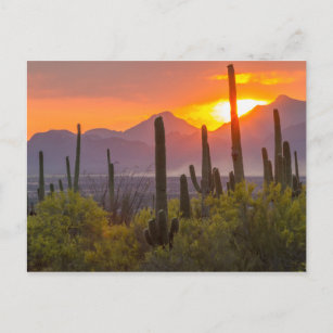 Desert cactus sunset, Arizona Postkarte