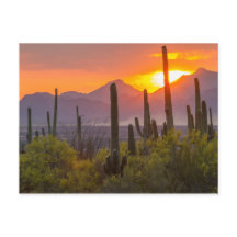 Desert cactus sunset, Arizona