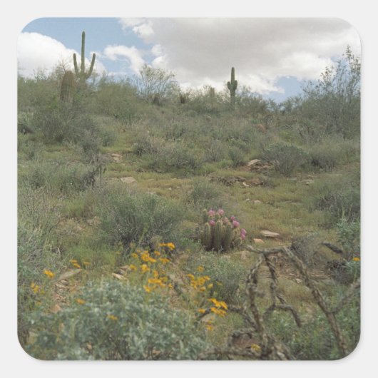 Desert Cactus Symphony Art Custom Sticker Decals (Vorderseite)