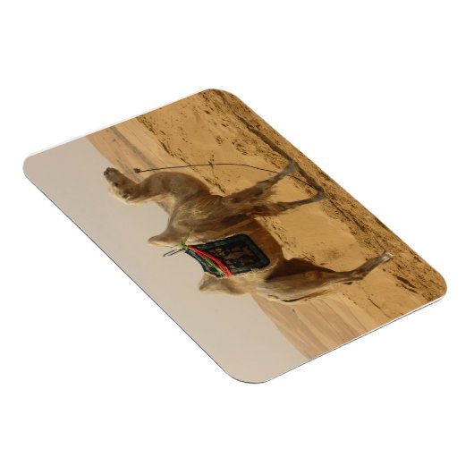 Desert Camel Magnet (Rechte Seite)