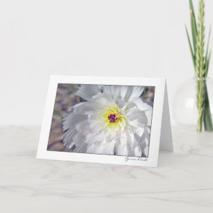 Desert Chicory Karte