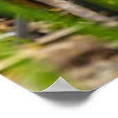 Desert Cottontail Rabbit Poster (Ecke)